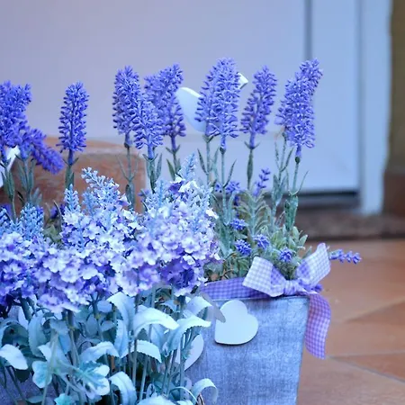 In - Balaton 19754 Apartment